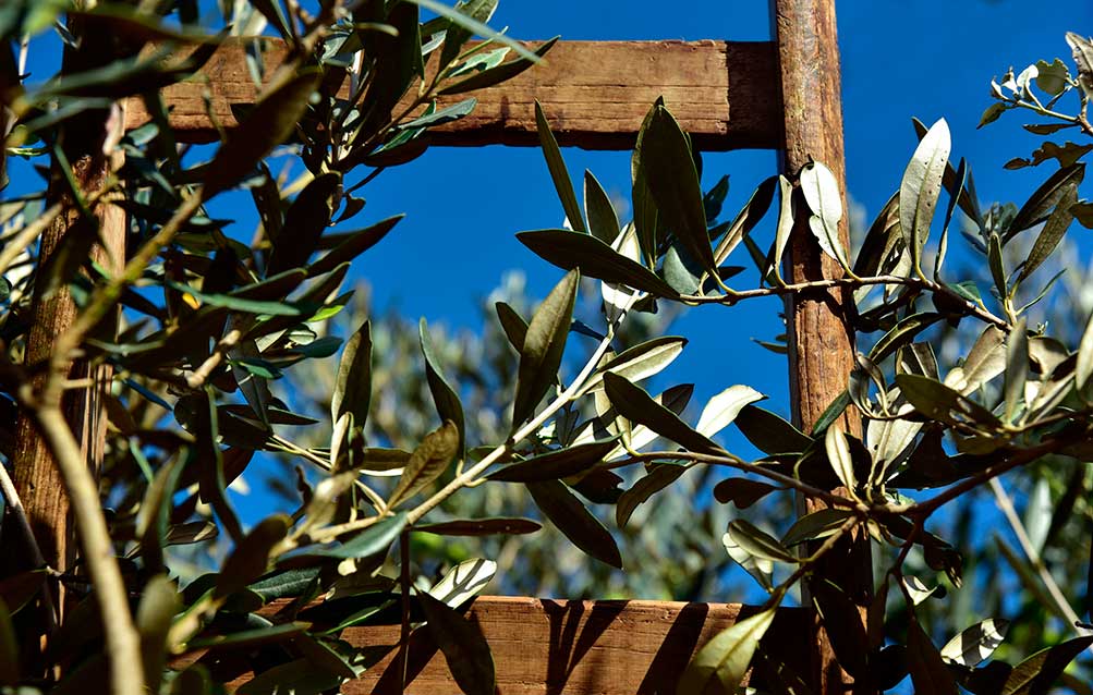 Unión de Uniones advierte del impacto del calor en el olivar que se aleja de las previsiones de cosecha sobre las que se negocia el precio