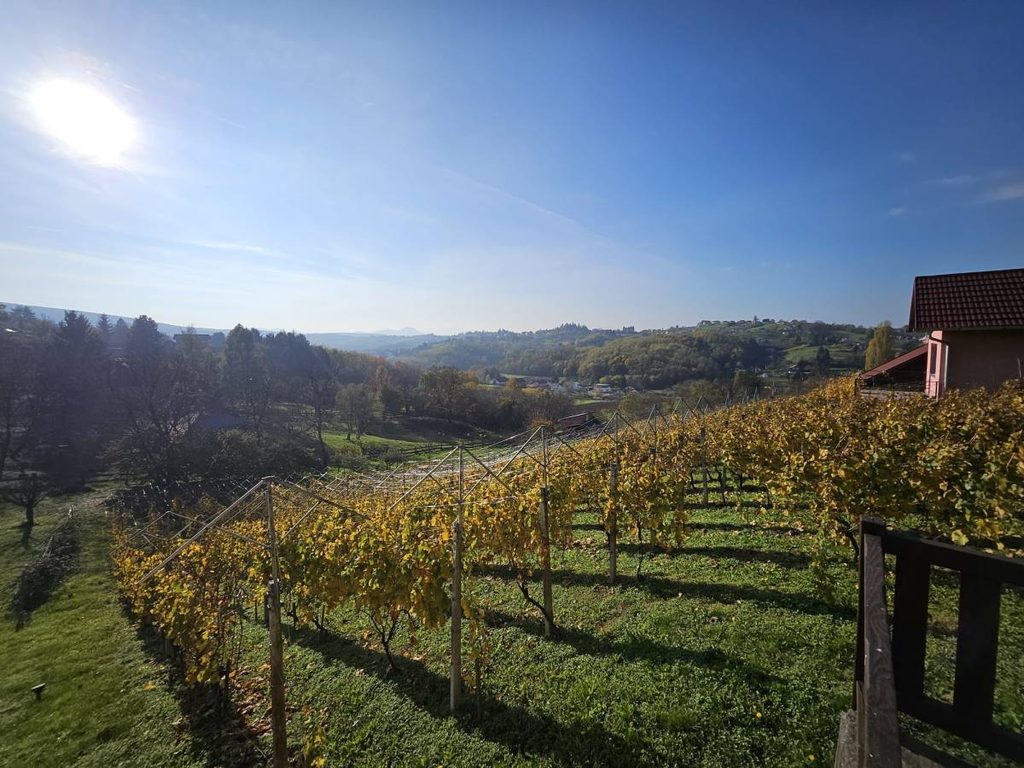 Un nuevo mapa mundial del vino revela: los viñedos manchegos son 3,0 °C más cálidos que los situados en Burdeos 2 regionesvinivolasfamosas 2