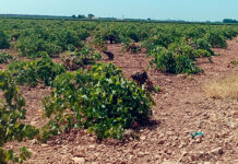 Tomelloso rozará los 38 grados este lunes con cielo despejado y sin lluvias Tomelloso rozará los 38 grados este lunes con cielo despejado y sin lluvias