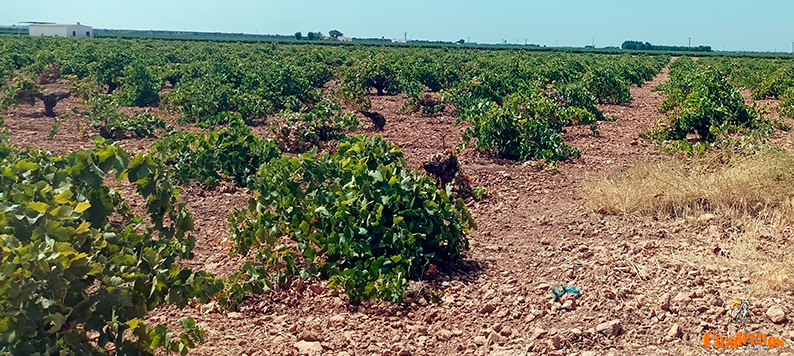 Tomelloso rozará los 38 grados este lunes con cielo despejado y sin lluvias