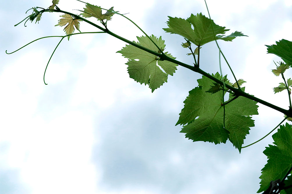 El tiempo en Tomelloso hoy 18 de septiembre: temperaturas de hasta 31 grados y cielo poco nuboso