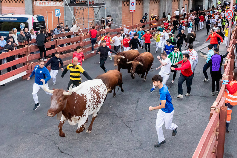 Guadalajara firma un cuarto encierro rápido, limpio y sin incidencias con los toros de Román Sorando