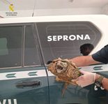 Una peligrosa tortuga caimán aparece en una vivienda de Almansa: su mordedura puede compararse con la de un cocodrilo Una peligrosa tortuga caimán aparece en una vivienda de Almansa: su mordedura puede compararse con la de un cocodrilo