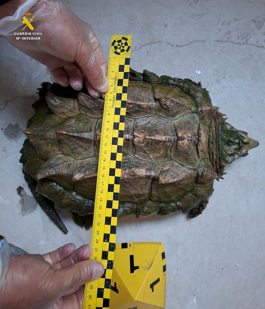 Una peligrosa tortuga caimán aparece en una vivienda de Almansa: su mordedura puede compararse con la de un cocodrilo 4 tortugacaiman 2