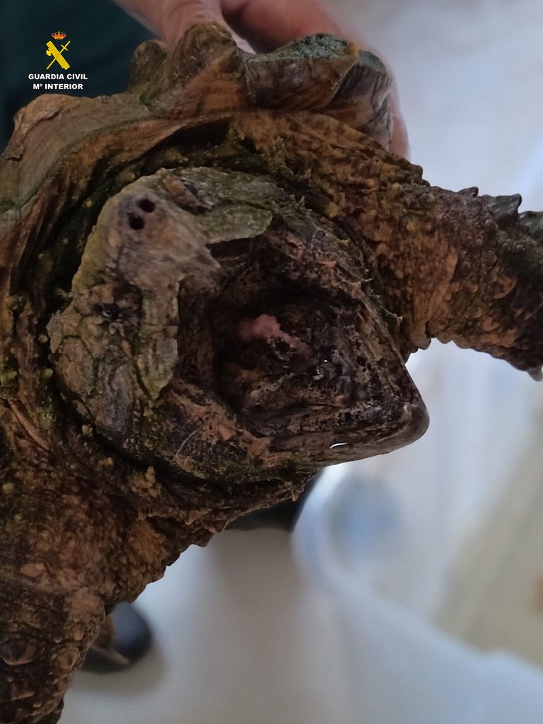 Una peligrosa tortuga caimán aparece en una vivienda de Almansa: su mordedura puede compararse con la de un cocodrilo 3 tortugacaiman 3 768x1024 1