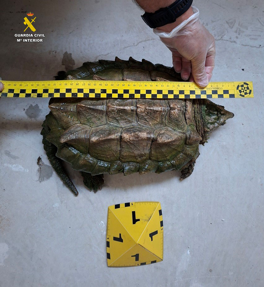 Una peligrosa tortuga caimán aparece en una vivienda de Almansa: su mordedura puede compararse con la de un cocodrilo 2 tortugacaiman 4