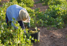 La Denominación de Origen La Mancha afronta la fase final de la vendimia 2026 La Denominación de Origen La Mancha afronta la fase final de la vendimia 2026