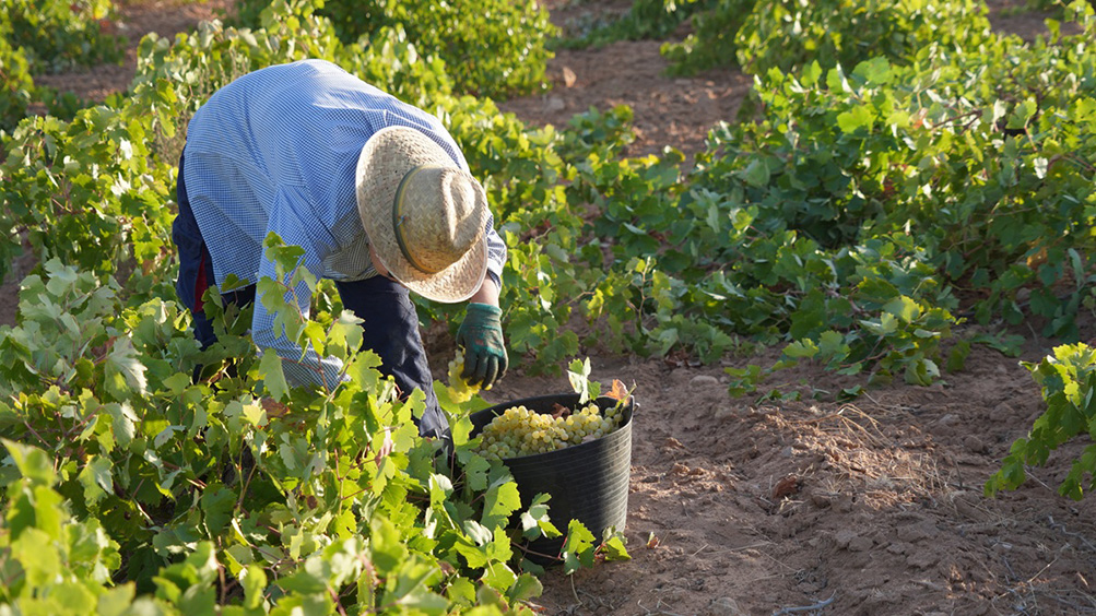 La Denominación de Origen La Mancha afronta la fase final de la vendimia 2026