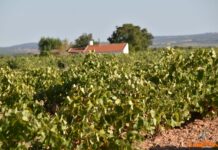 La vendimia encara una campaña con buenas perspectivas y reivindica la labor esencial del viticultor La vendimia encara una campaña con buenas perspectivas y reivindica la labor esencial del viticultor