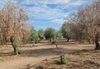 El cambio climático podría ampliar las zonas favorables para la verticilosis del olivo en Andalucía El cambio climático podría ampliar las zonas favorables para la verticilosis del olivo en Andalucía