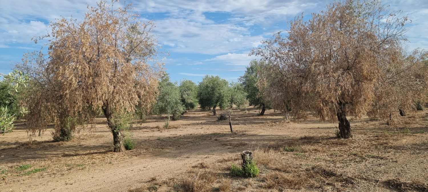 El cambio climático podría ampliar las zonas favorables para la verticilosis del olivo en Andalucía