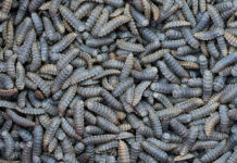 Agroinsecta, un proyecto que utiliza a los insectos para transformar restos de la actividad agraria en abono ecológico Agroinsecta, un proyecto que utiliza a los insectos para transformar restos de la actividad agraria en abono ecológico