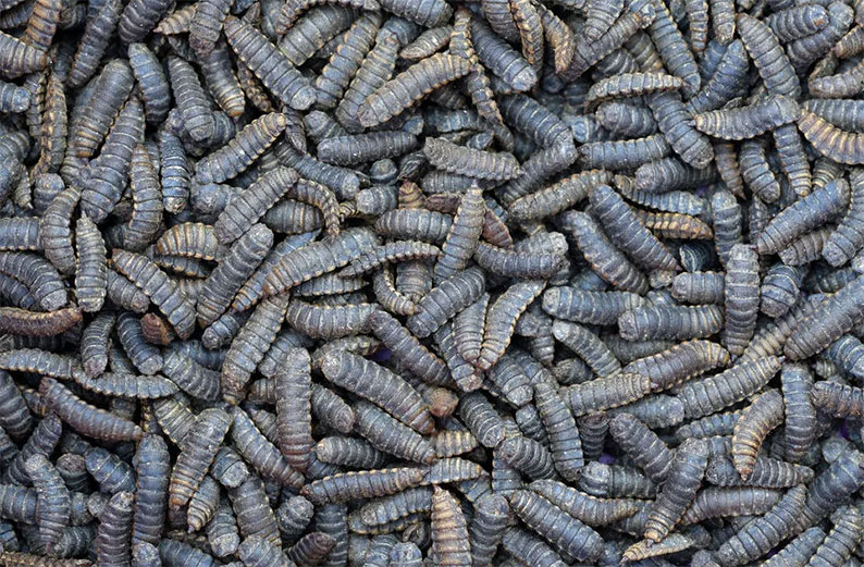 Agroinsecta, un proyecto que utiliza a los insectos para transformar restos de la actividad agraria en abono ecológico