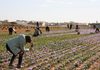 Más de un centenar de turistas descubrirán en Minaya el viaje del Azafrán de La Mancha del campo a la mesa Más de un centenar de turistas descubrirán en Minaya el viaje del Azafrán de La Mancha del campo a la mesa