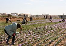Más de un centenar de turistas descubrirán en Minaya el viaje del Azafrán de La Mancha del campo a la mesa Más de un centenar de turistas descubrirán en Minaya el viaje del Azafrán de La Mancha del campo a la mesa