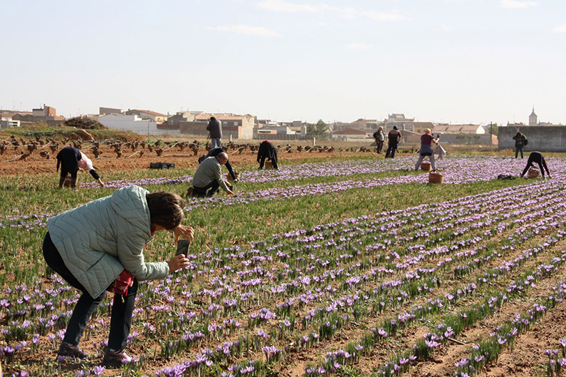 Más de un centenar de turistas descubrirán en Minaya el viaje del Azafrán de La Mancha del campo a la mesa