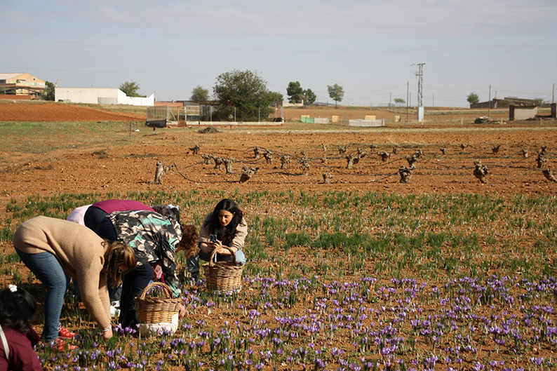 Más de un centenar de turistas descubrirán en Minaya el viaje del Azafrán de La Mancha del campo a la mesa 1 azafrandelamancha minaya 6