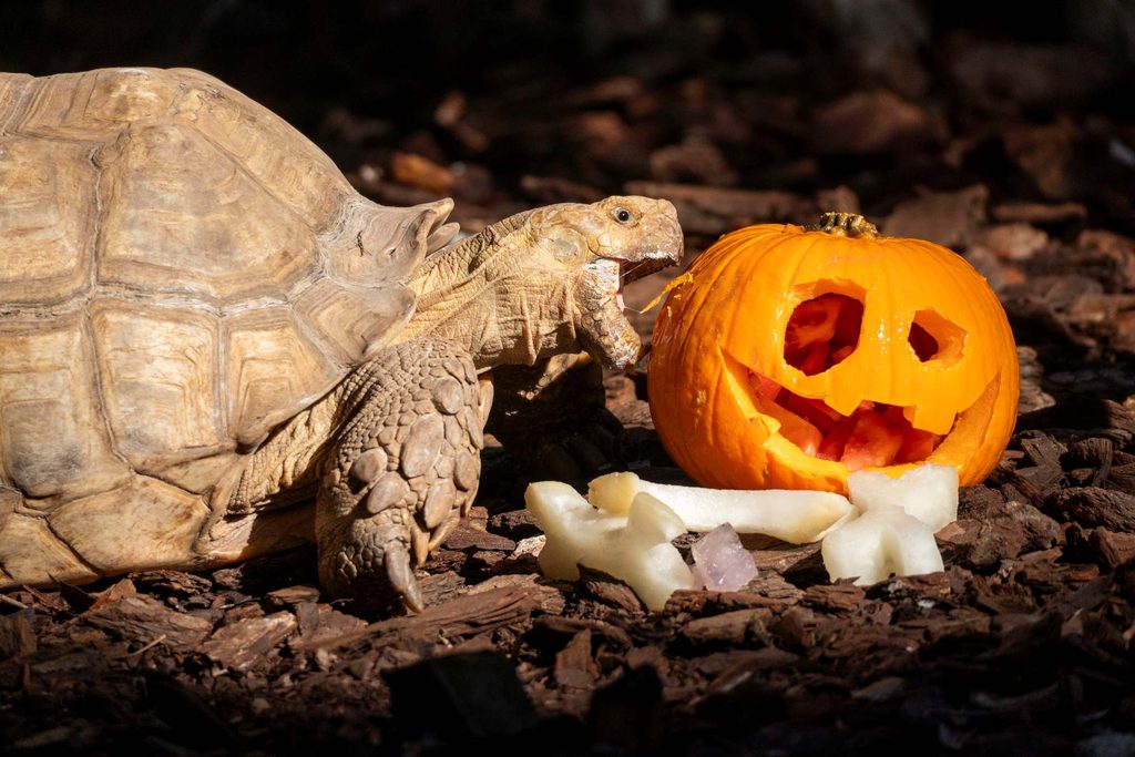Los animales de BIOPARC Valencia disfrutan de un Halloween “aterrador” 2 bioparc halloween 1