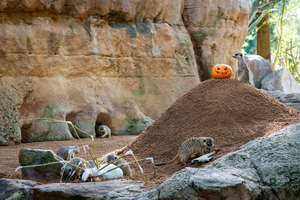 Los animales de BIOPARC Valencia disfrutan de un Halloween “aterrador” 3 Los animales de BIOPARC Valencia disfrutan de un Halloween “aterrador”