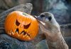 Los animales de BIOPARC Valencia disfrutan de un Halloween “aterrador” Los animales de BIOPARC Valencia disfrutan de un Halloween “aterrador”
