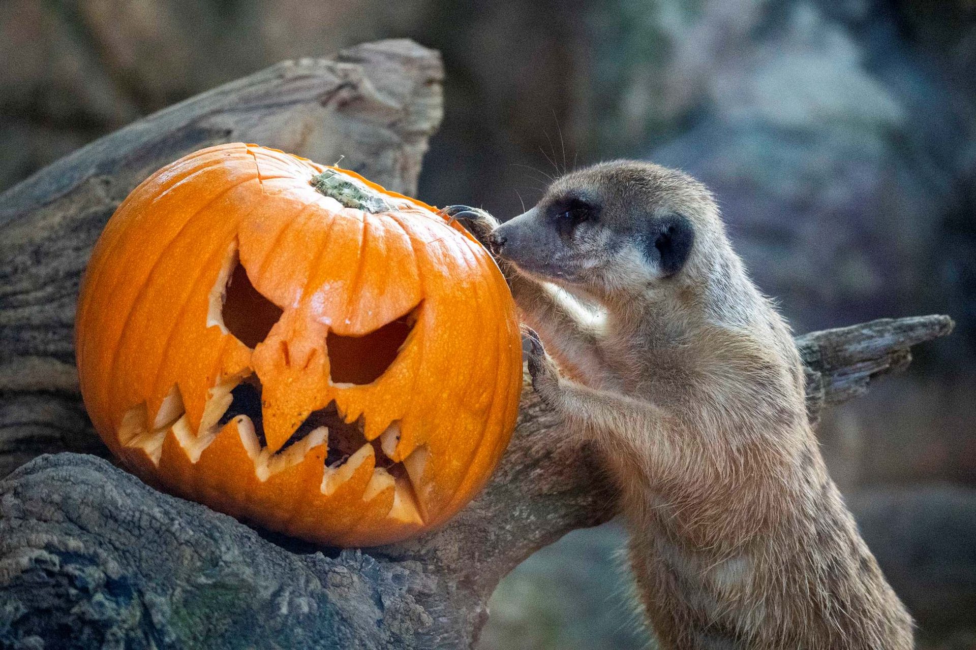Los animales de BIOPARC Valencia disfrutan de un Halloween “aterrador”