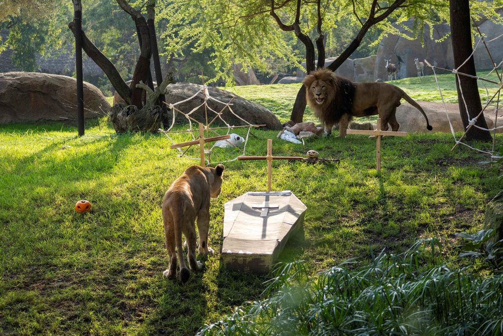 Los animales de BIOPARC Valencia disfrutan de un Halloween “aterrador” 5 Los animales de BIOPARC Valencia disfrutan de un Halloween “aterrador”