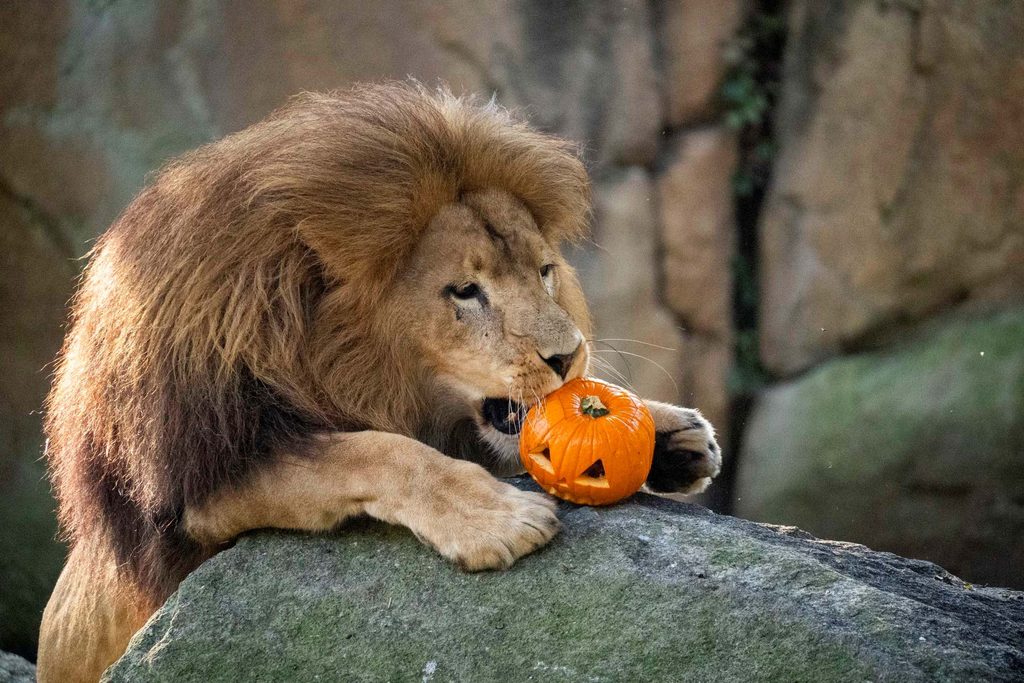 Los animales de BIOPARC Valencia disfrutan de un Halloween “aterrador” 6 Los animales de BIOPARC Valencia disfrutan de un Halloween “aterrador”