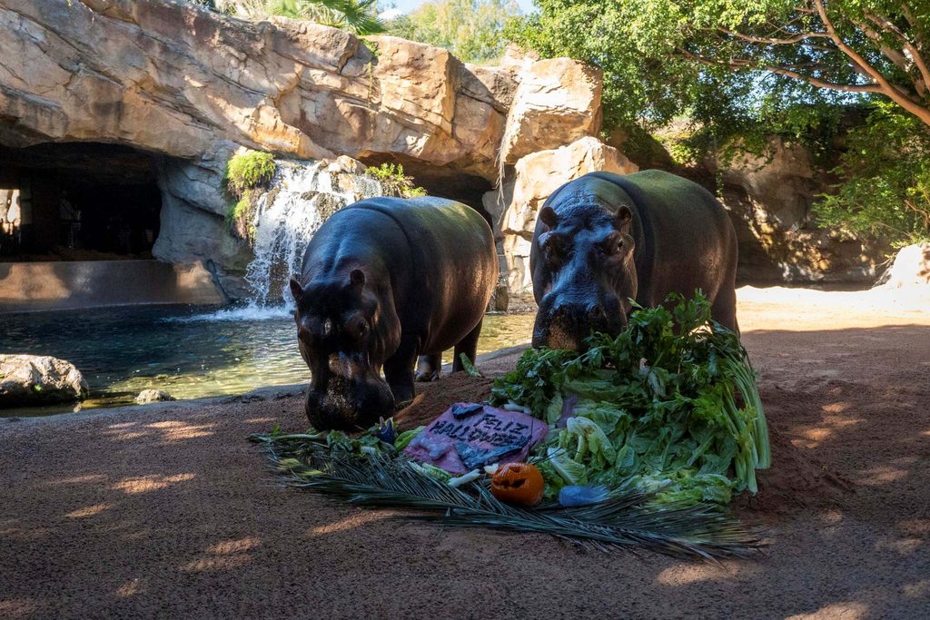 Los animales de BIOPARC Valencia disfrutan de un Halloween “aterrador” 7 Los animales de BIOPARC Valencia disfrutan de un Halloween “aterrador”