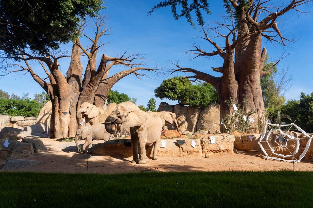 Los animales de BIOPARC Valencia disfrutan de un Halloween “aterrador” 8 Los animales de BIOPARC Valencia disfrutan de un Halloween “aterrador”