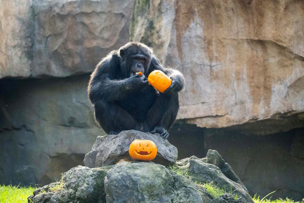 Los animales de BIOPARC Valencia disfrutan de un Halloween “aterrador” 9 Los animales de BIOPARC Valencia disfrutan de un Halloween “aterrador”