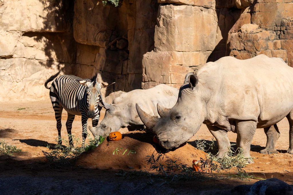 Los animales de BIOPARC Valencia disfrutan de un Halloween “aterrador” 1 bioparc halloween 9