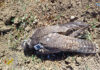 Cazan a un presunto furtivo tras abatir de un disparo a un halcón peregrino protegido en Guadalajara Cazan a un presunto furtivo tras abatir de un disparo a un halcón peregrino protegido en Guadalajara