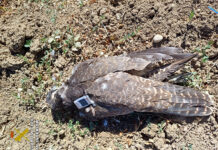 Cazan a un presunto furtivo tras abatir de un disparo a un halcón peregrino protegido en Guadalajara Cazan a un presunto furtivo tras abatir de un disparo a un halcón peregrino protegido en Guadalajara
