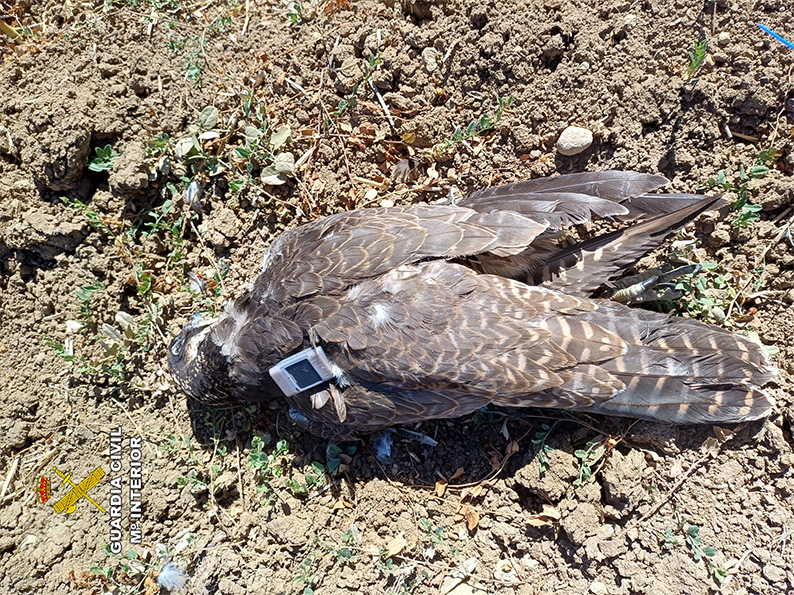 Cazan a un presunto furtivo tras abatir de un disparo a un halcón peregrino protegido en Guadalajara