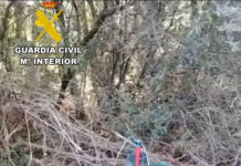 Investigan a un hombre de 67 años por matar presuntamente a su perro de un fuerte golpe en la cabeza en Guadalajara Investigan a un hombre de 67 años por matar presuntamente a su perro de un fuerte golpe en la cabeza en Guadalajara