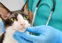 La AEMPS alerta del riesgo del minoxidil para perros y gatos: el contacto indirecto también puede provocar intoxicaciones graves La AEMPS alerta del riesgo del minoxidil para perros y gatos: el contacto indirecto también puede provocar intoxicaciones graves