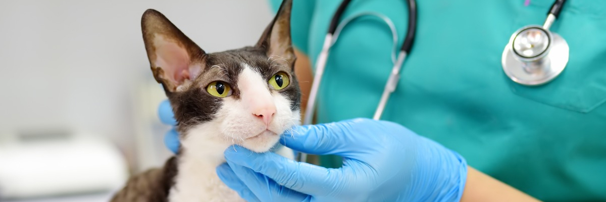 La AEMPS alerta del riesgo del minoxidil para perros y gatos: el contacto indirecto también puede provocar intoxicaciones graves