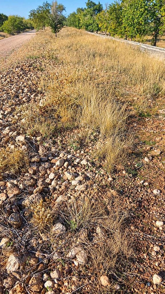 recuperar antiguo ramal tomelloso 5