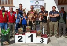 Tarazona de la Mancha reúne a 22 perros en el Campeonato Autonómico de Podenco Andaluz, Orito Español y Maneto Tarazona de la Mancha reúne a 22 perros en el Campeonato Autonómico de Podenco Andaluz, Orito Español y Maneto