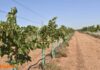 Castilla-La Mancha afronta un domingo estable con máximas de hasta 26 grados Castilla-La Mancha afronta un domingo estable con máximas de hasta 26 grados