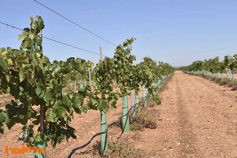 Castilla-La Mancha afronta un domingo estable con máximas de hasta 26 grados